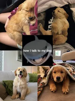 How i talk to my dog