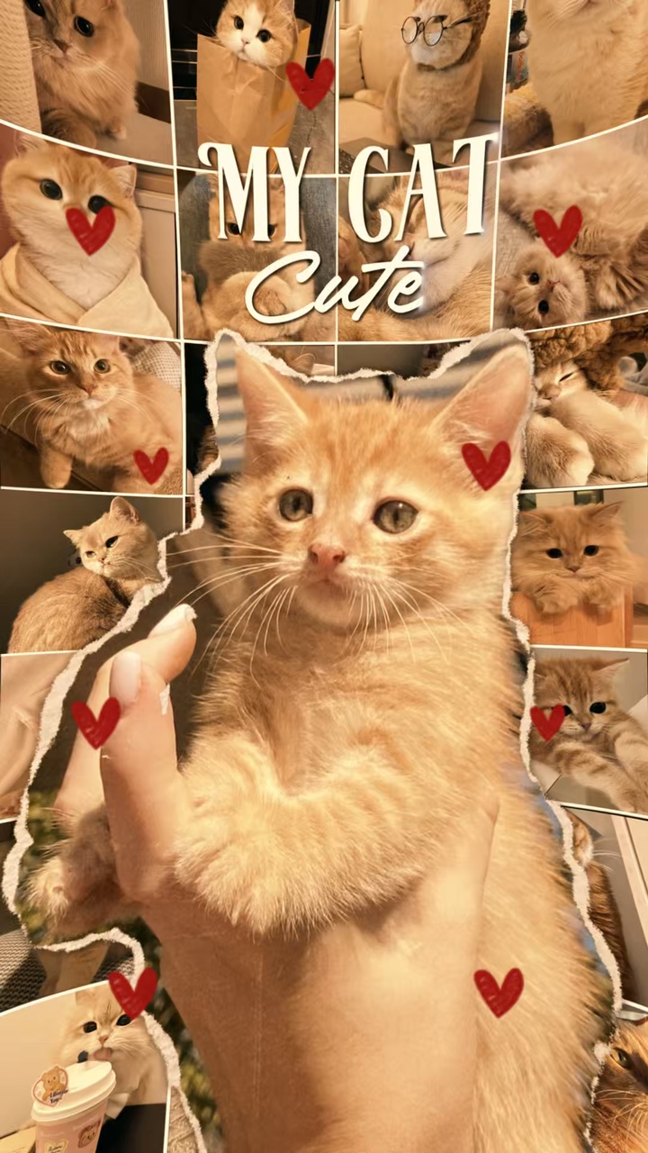 Mi gato lindo 