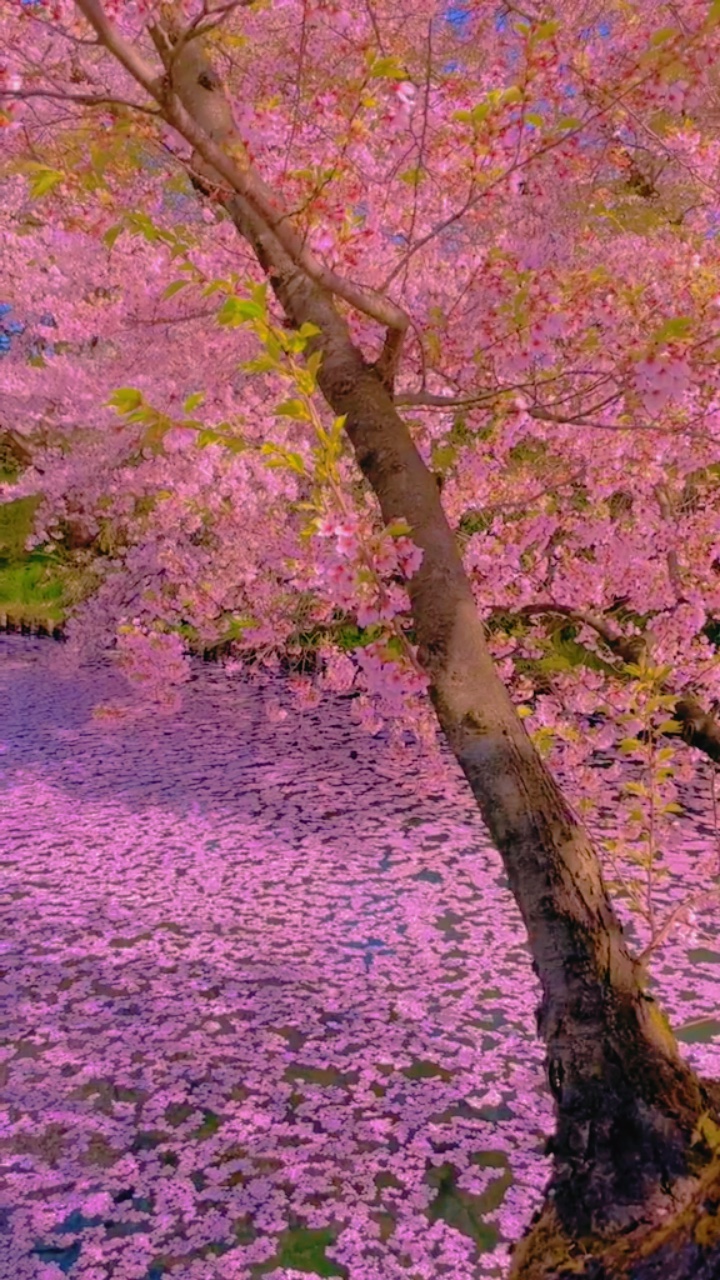 🌸🌸