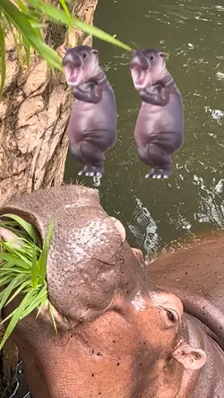 เด้งๆๆๆ ฮิโปน่ารัก