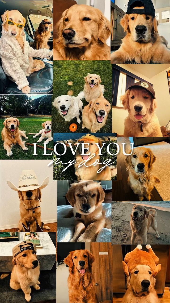 My dog