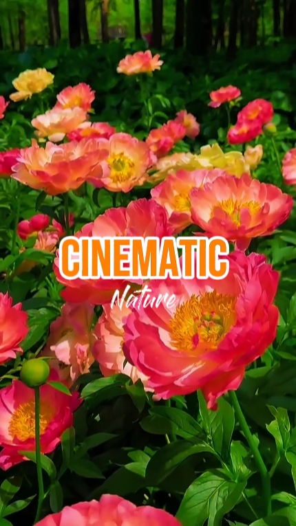 CINEMATIC Nature 