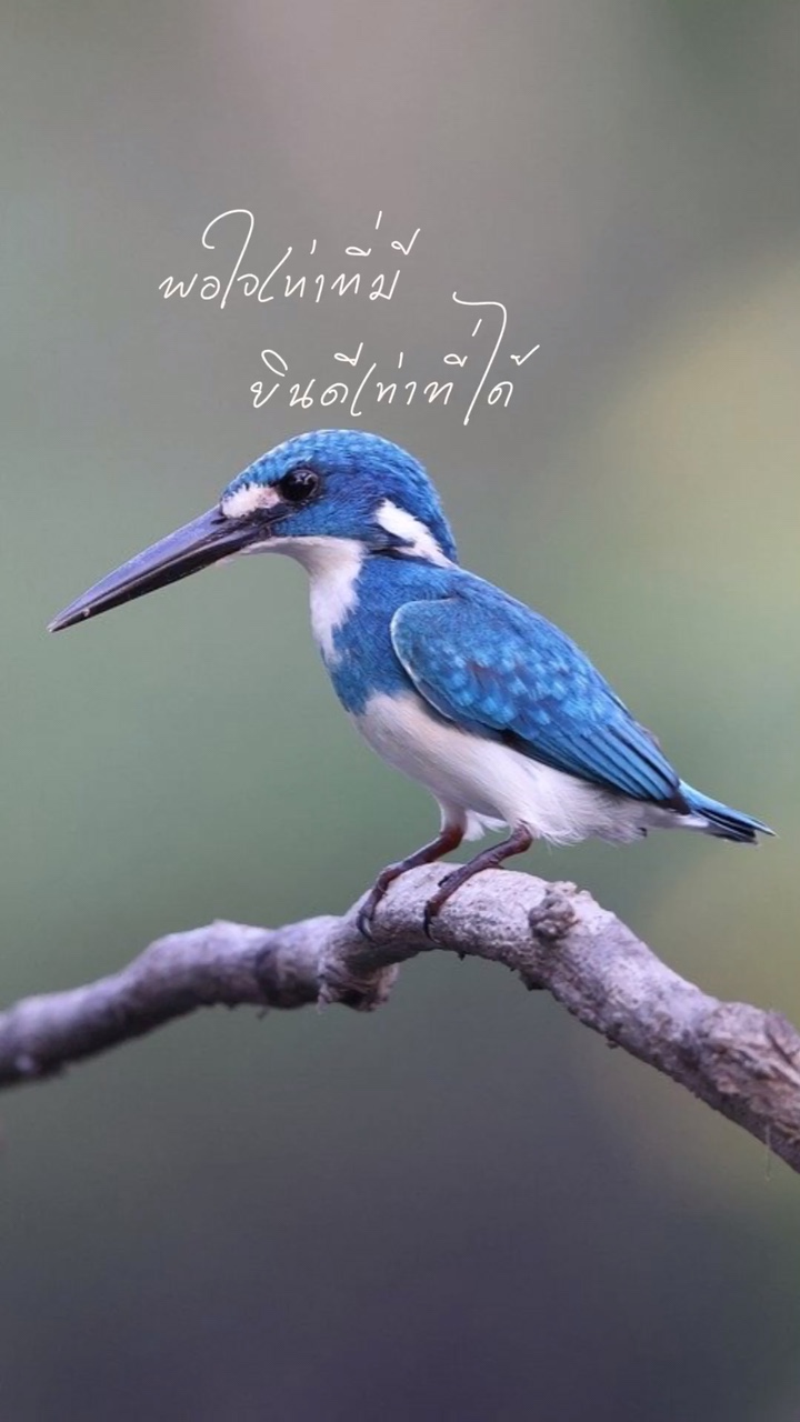 ปล่อยวาง