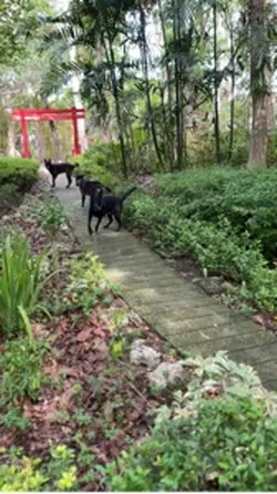Dog lover