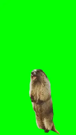 Funny animal memes