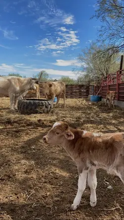 Los Ganaderos 🤠🐮