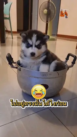 สัตว์เลี้ยงขำขัน