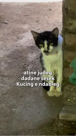 Atine judeg 