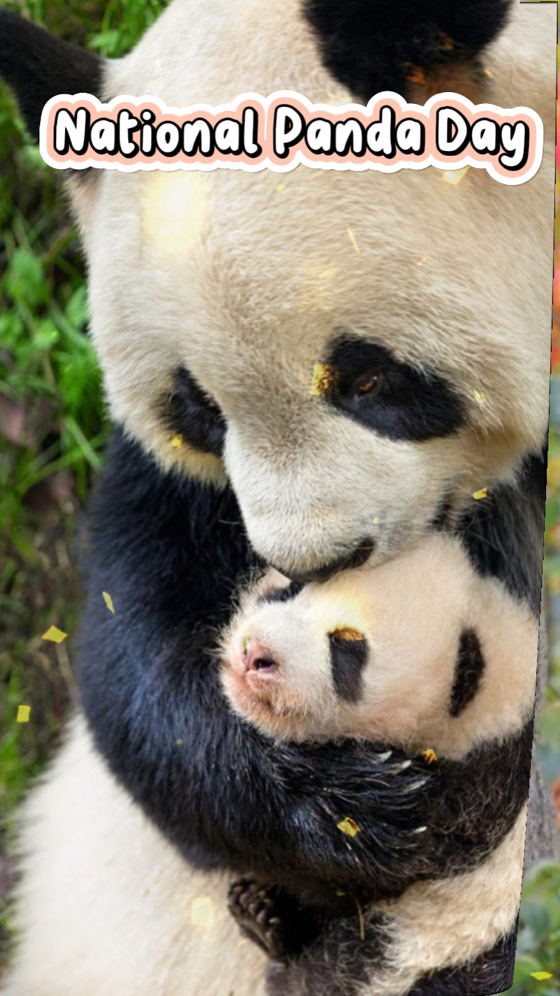 Día Nacional del Panda