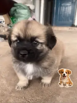 Kiki cute 🥰💞🐶🐕