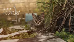 Death Bed•Cinematic