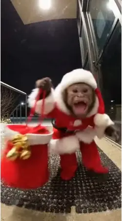 monkey 