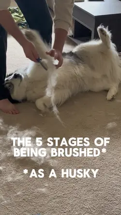 Husky Vlog
