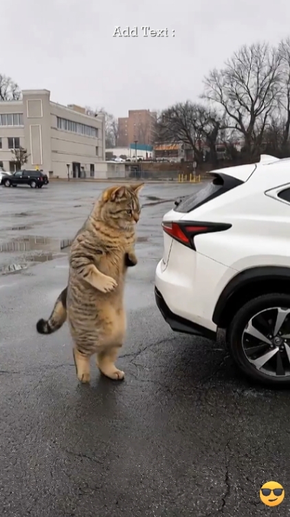 Lustige Katze: 