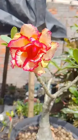 flor perfeita 