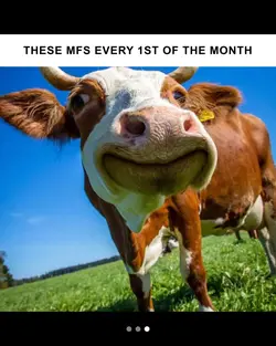 THESE COWS