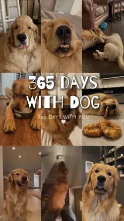 365 days with dog 