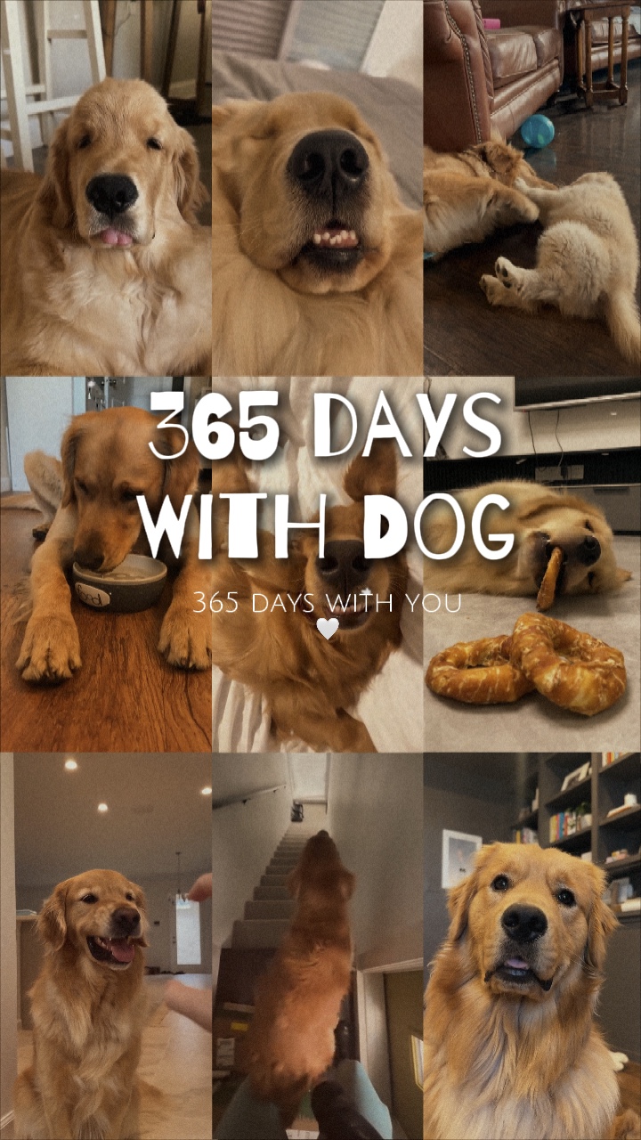 365 Tage mit Hund 