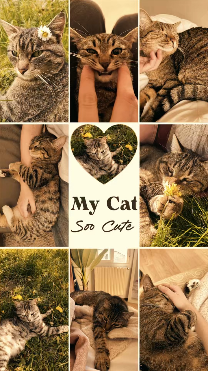 My Cat 