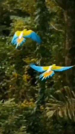 mentahan video
