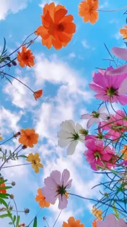 flower 