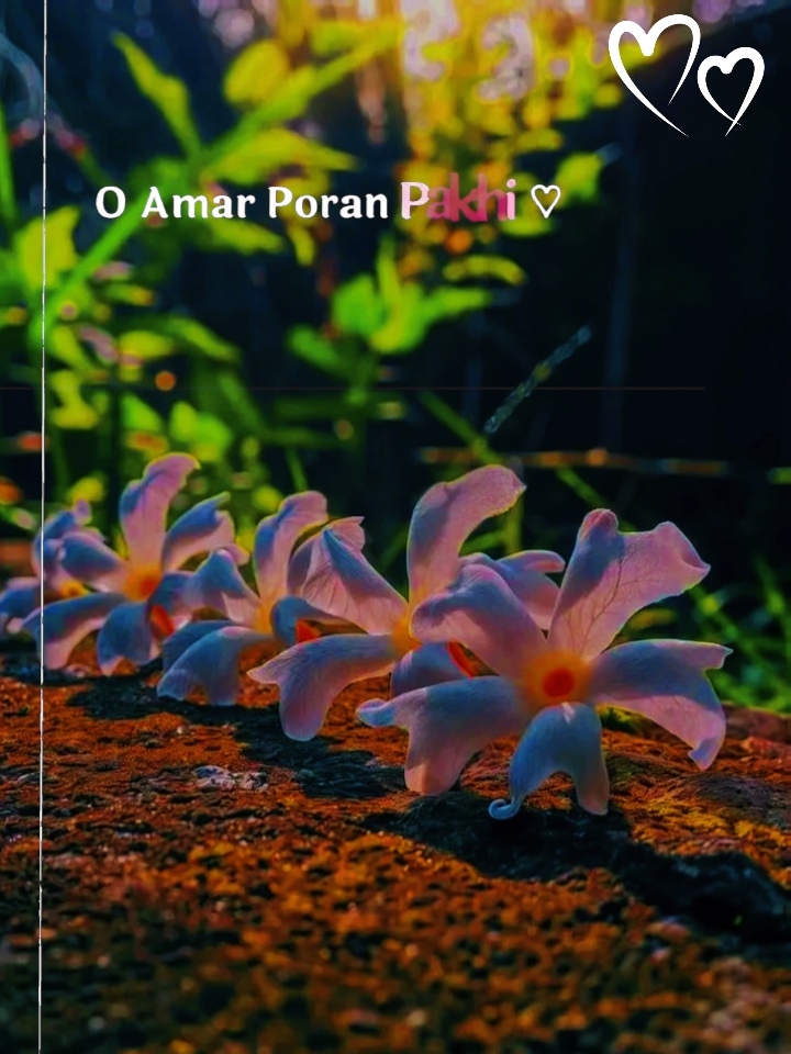 O Amar Poran Pakhi