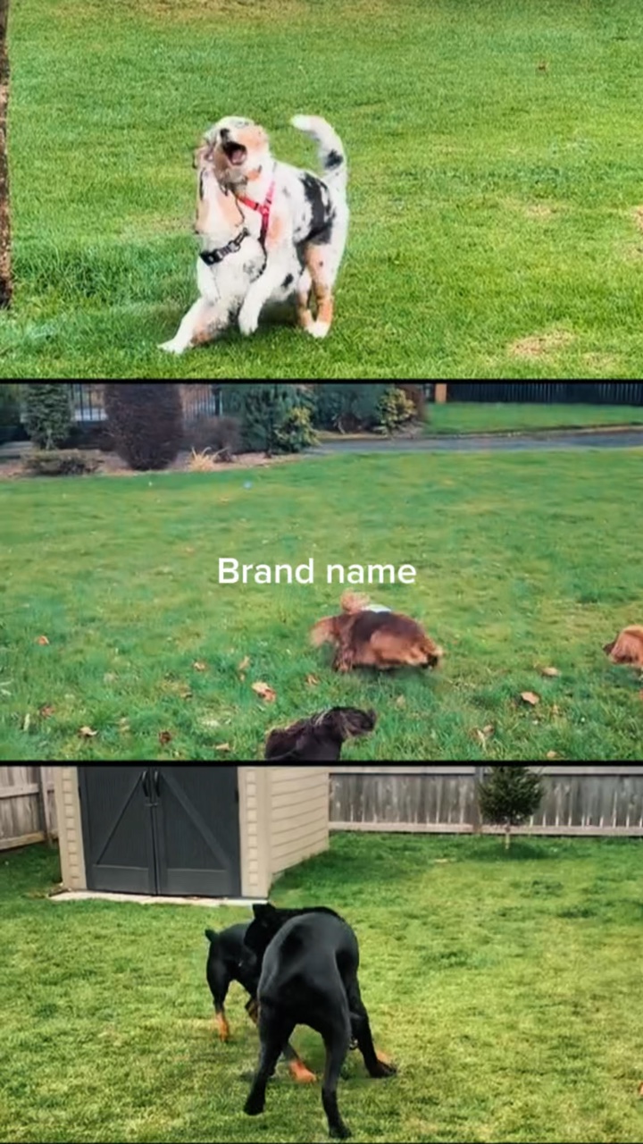 köpek oturuyor