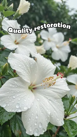 Quality restoration 
