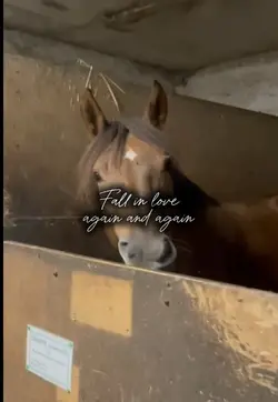 Fall in love again