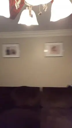 Roni Joni Pachanga