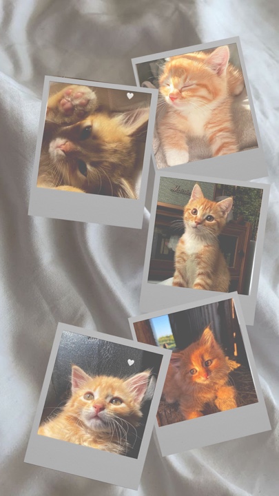 Polaroid pour animaux de compagnie