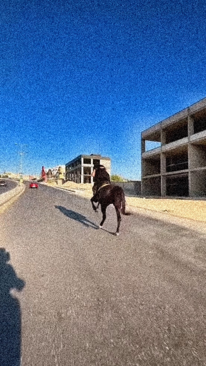 Trending Horse Lover