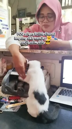 Kucing Lucu