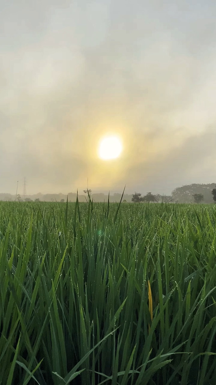 Estética de Sawah