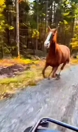Horse galloping free