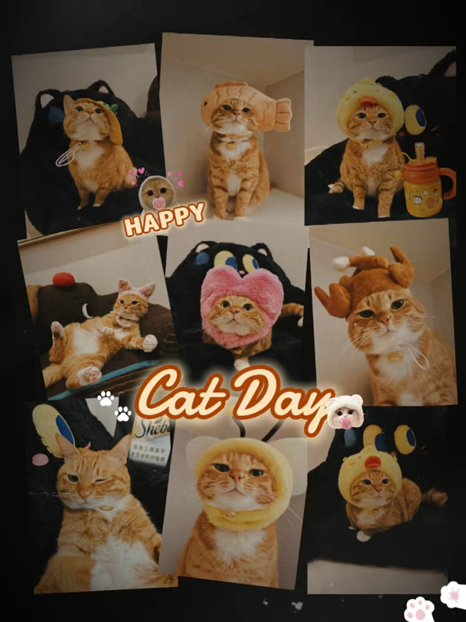 Día Nacional del Gato 🐱🐾