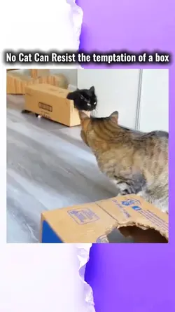 No Cat can't resist 
