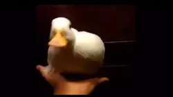 かもだん
