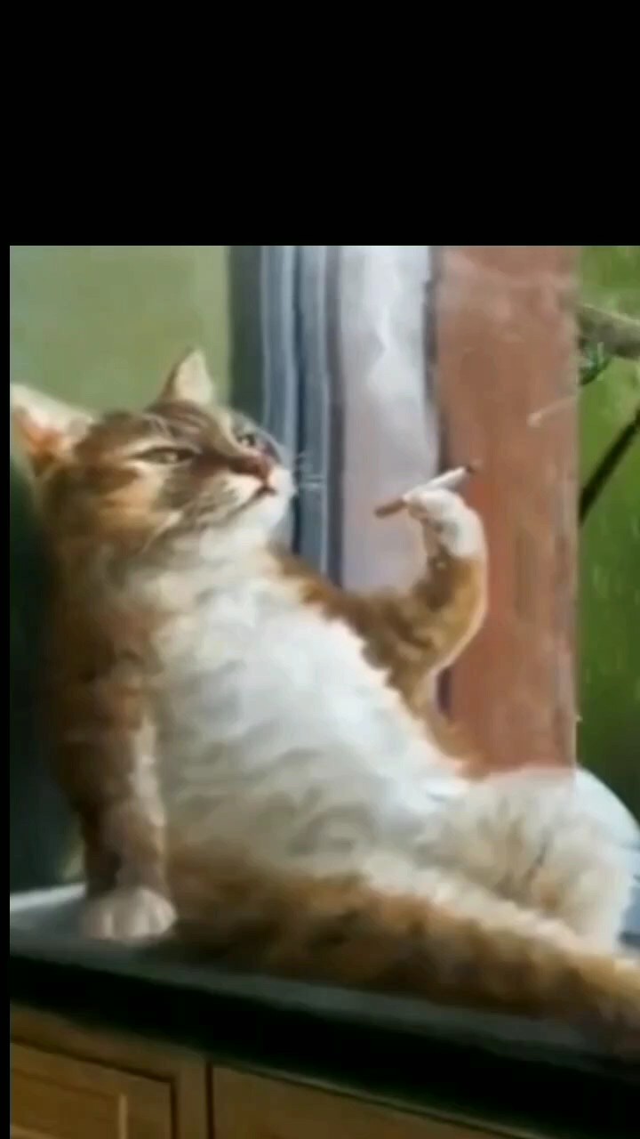 Lustige Katze