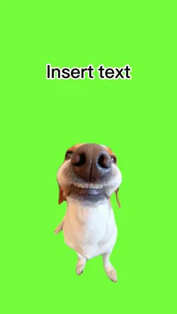 Chien qui sourit 