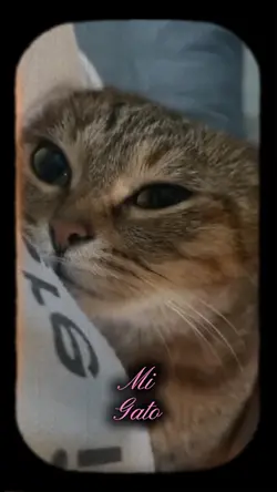 amo a mi gato 