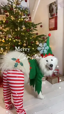 Christmas pet
