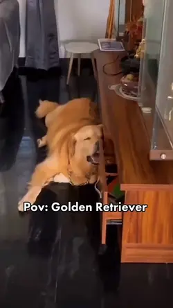 pov:golden retriever