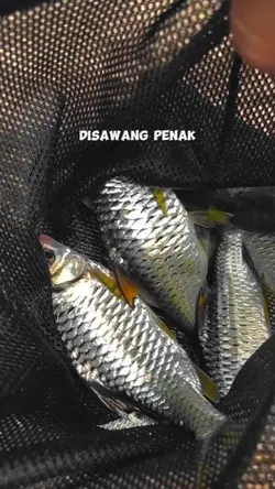 Spil hasil mancingmu