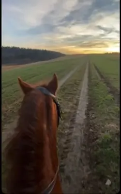 Free rein ❤️‍🩹