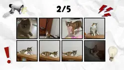 หมูหมากาไก่