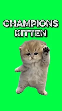 CHAMPION KITTEN