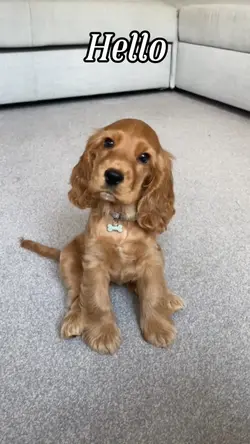 Cutest dog template🐶