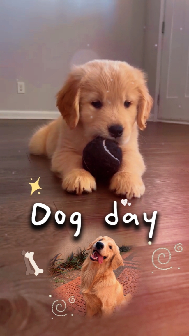 dogday[us]