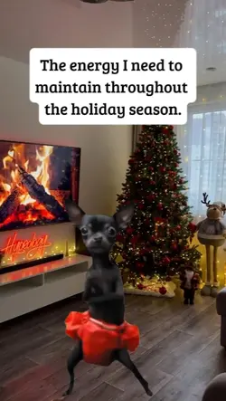 dancing Chihuahua